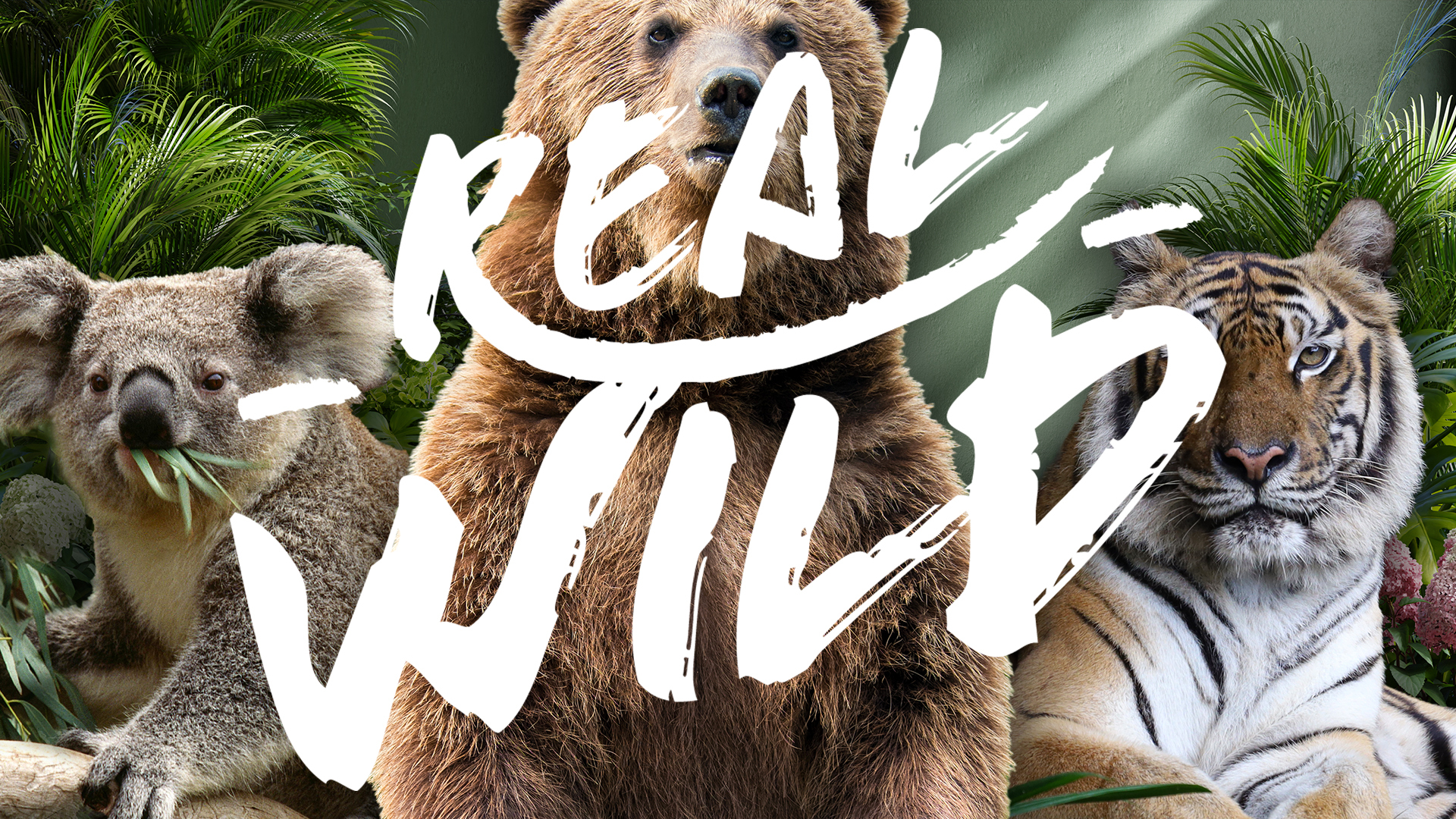 1920x1080_Rectangle_BG Image + Logotype_Real Wild 1920x1080_Rectangle_BG Image + Logotype_Real Wild