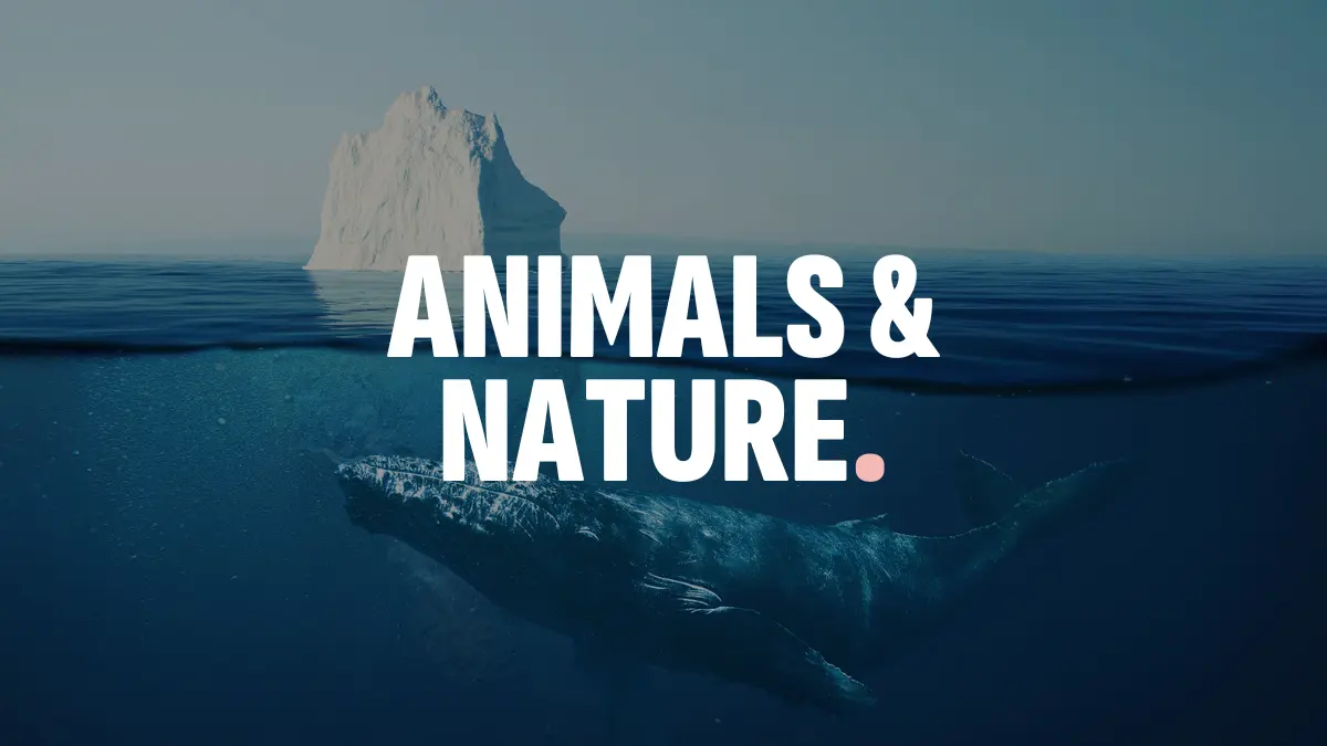animalsandnature-tile (1)