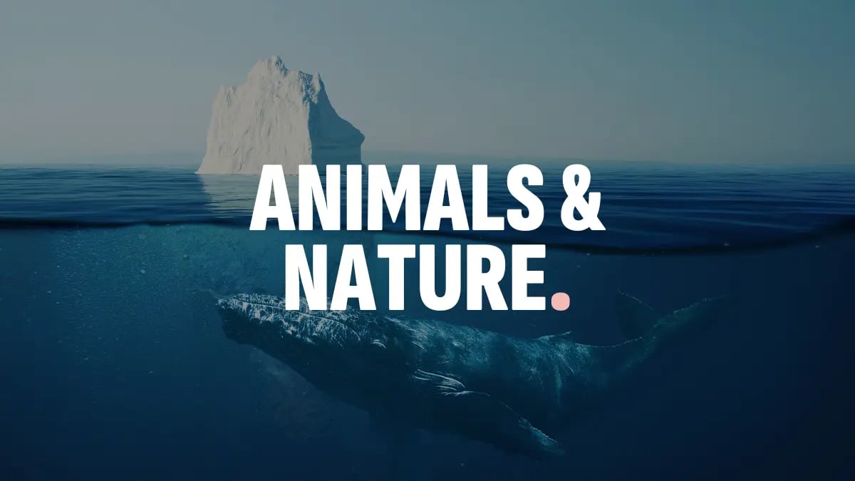 animalsandnature-tile (1)