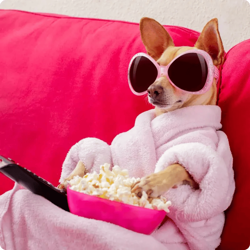 dog watching tv with popcorn