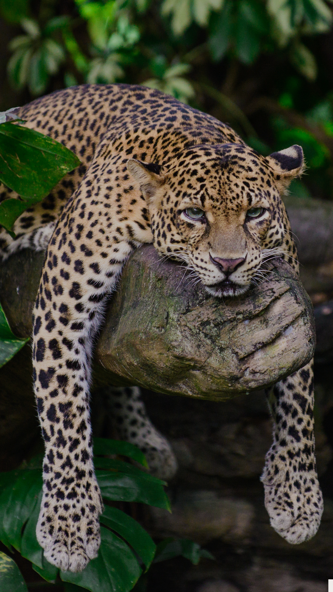 leopard (1)