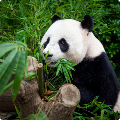 panda